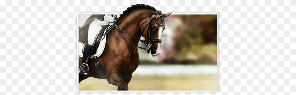 Horse Racing Horse Photography, Animal, Equestrian, Mammal, Person Png