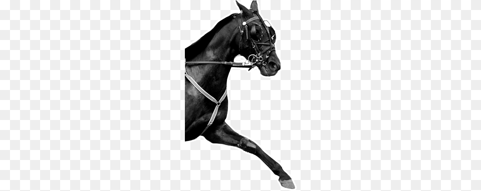 Horse Racing Racing, Andalusian Horse, Animal, Mammal, Stallion Png Image
