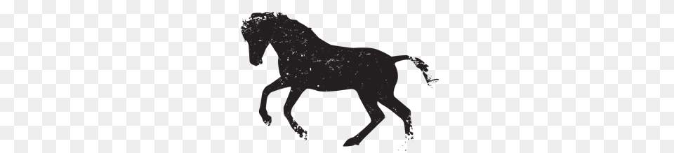 Horse Riding Clipart Western Horse Head, Animal, Colt Horse, Mammal, Silhouette Free Png Download