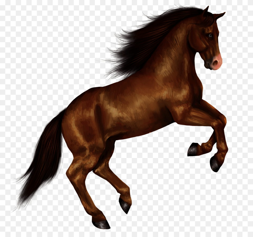 Horse Right Jump, Animal, Colt Horse, Mammal, Stallion Free Transparent Png