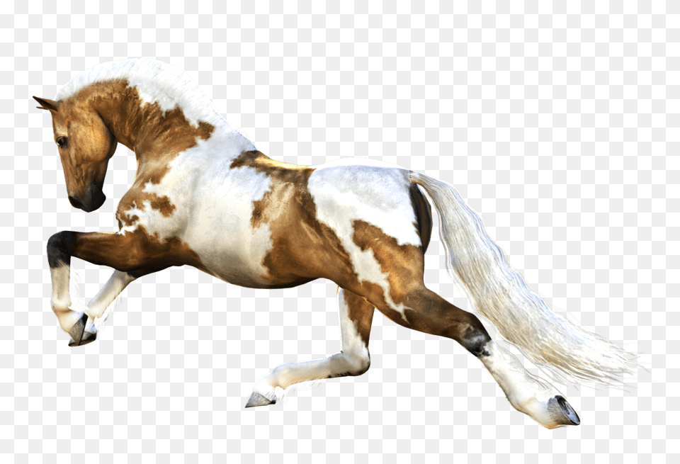 Horse Running, Animal, Mammal, Stallion, Colt Horse Png
