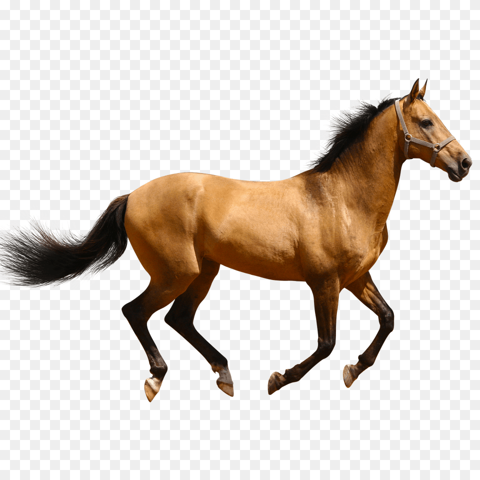 Horse Running Brown Sideview, Animal, Colt Horse, Mammal Free Png Download