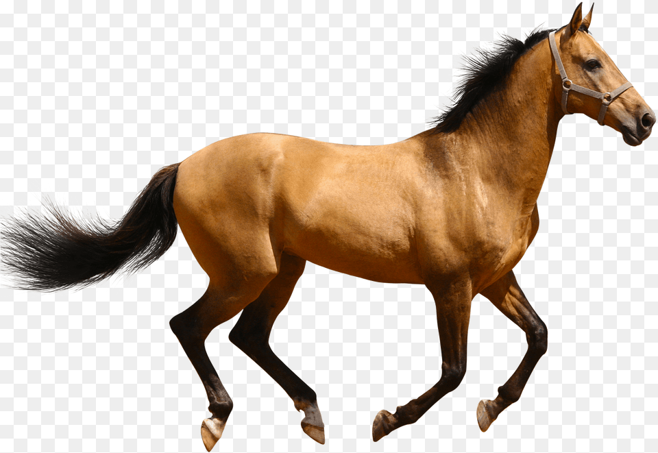 Horse Running Brown Sideview Horse Transparent, Animal, Colt Horse, Mammal, Stallion Free Png