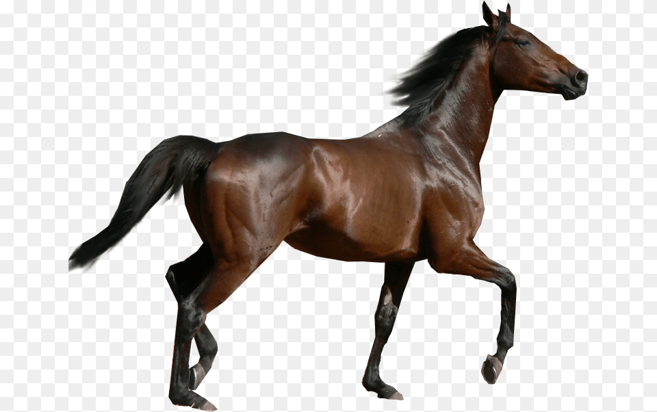 Horse Sideview, Animal, Mammal, Stallion, Colt Horse Free Png Download