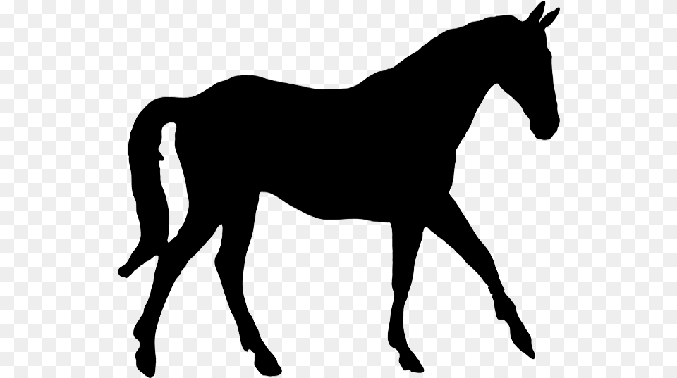 Horse Silhouette, Animal, Colt Horse, Mammal, Person Png