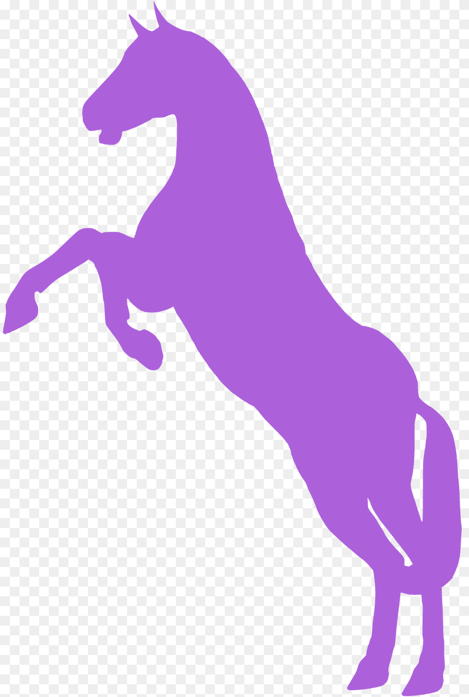 Horse Silhouette, Baby, Person, Animal, Colt Horse Png