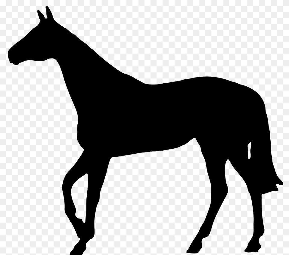 Horse Silhouette, Animal, Colt Horse, Mammal Png Image