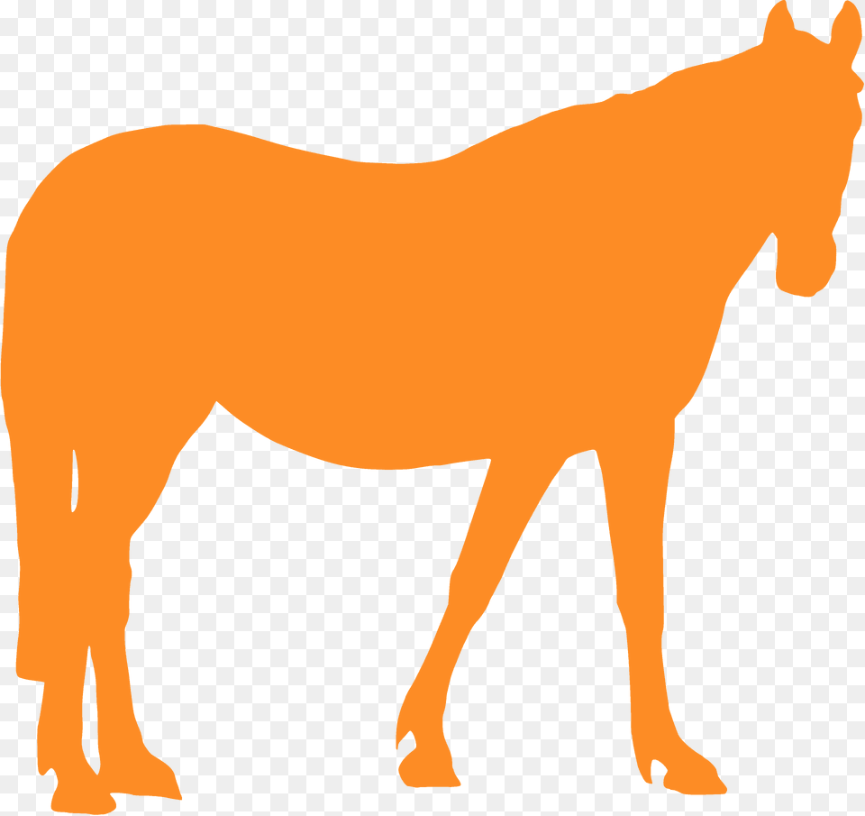 Horse Silhouette, Animal, Mammal, Colt Horse, Person Png Image