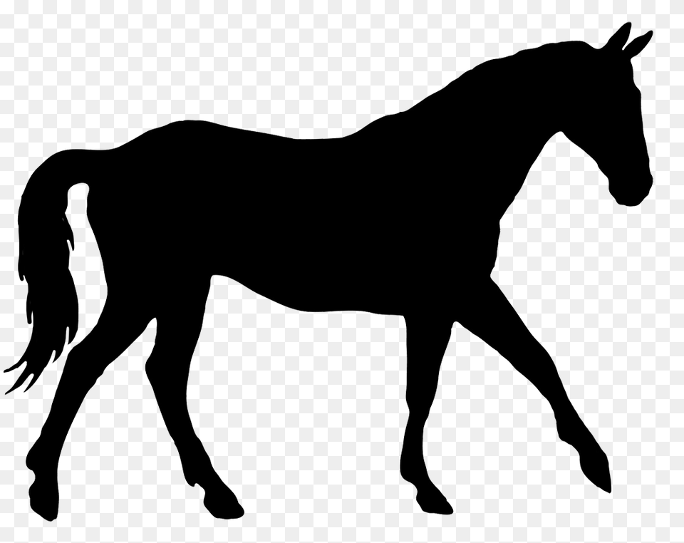 Horse Silhouette, Animal, Colt Horse, Mammal Free Png