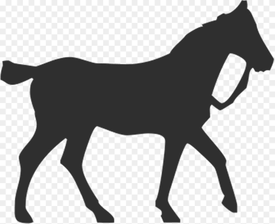 Horse Silhouette Equestrian Pet Horse, Animal, Colt Horse, Mammal, Person Png Image