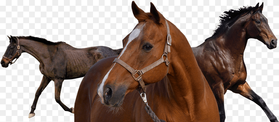 Horse Sorrel, Animal, Colt Horse, Mammal, Foal Free Png Download