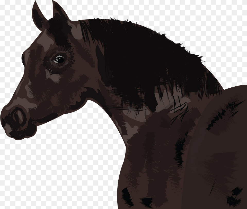 Horse Stallion, Animal, Colt Horse, Mammal, Person Png Image
