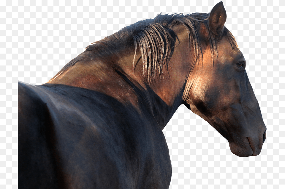 Horse Stallion Profile Garanho, Animal, Mammal, Colt Horse Png