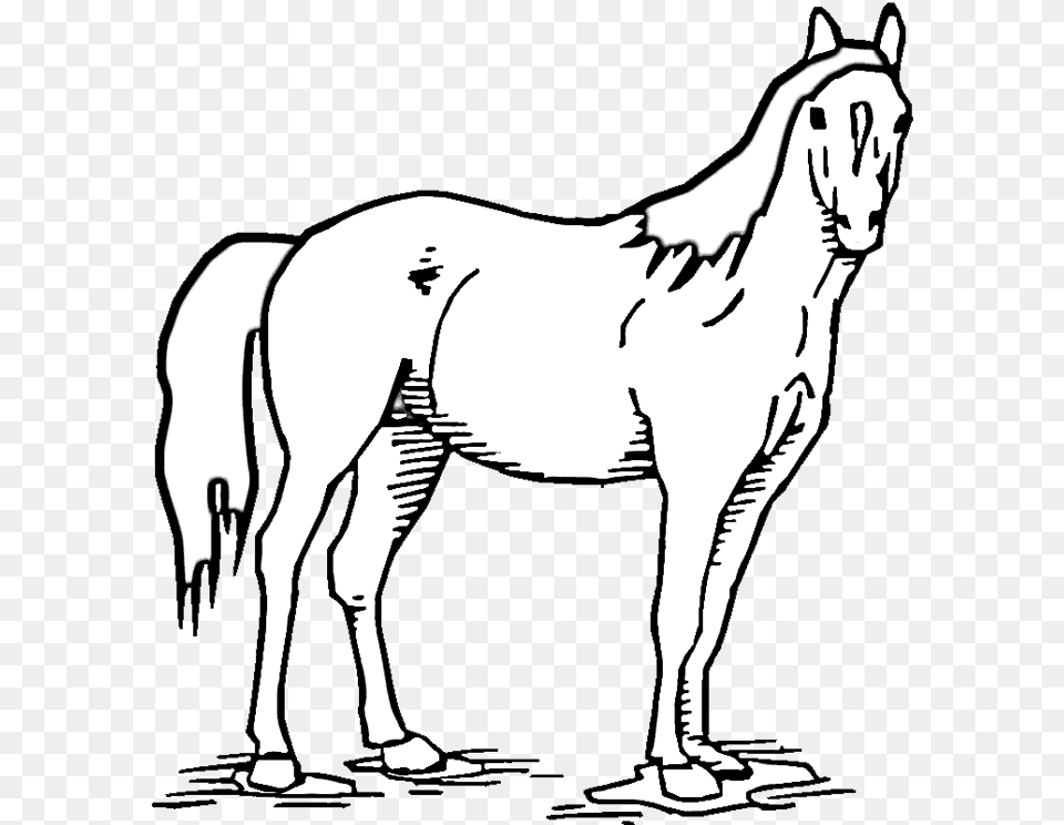 Horse Standing Coloring Pages, Animal, Mammal, Adult, Female Free Transparent Png