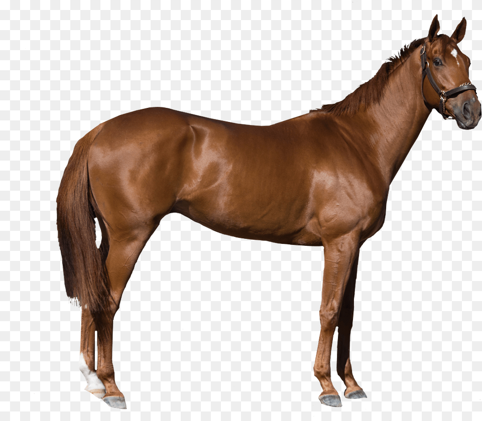 Horse Stock Photography Royalty Transparent Images Horse, Animal, Mammal, Colt Horse, Stallion Png Image