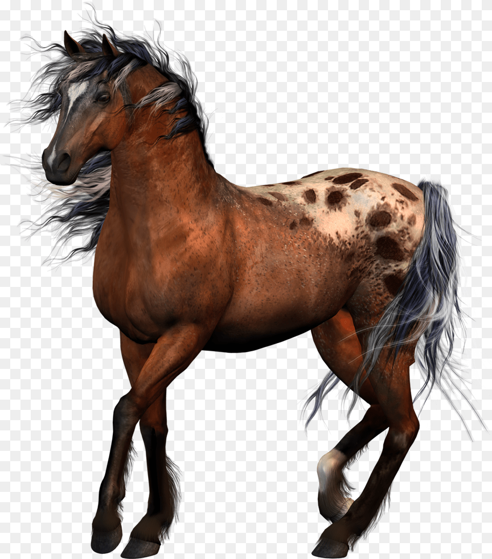 Horse Tack Equestrian Western Riding Horse Riders No Background, Animal, Mammal, Stallion, Colt Horse Free Png