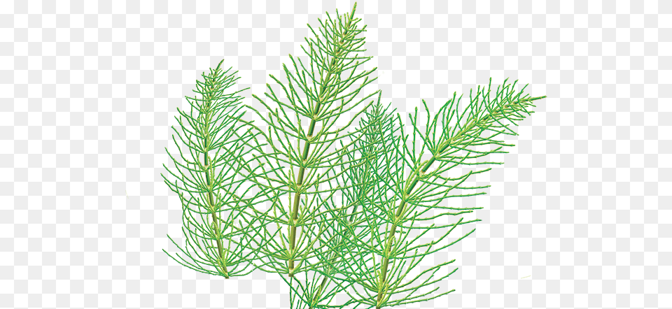 Horse Tail Horsetail Transparent, Conifer, Plant, Tree, Grass Free Png Download