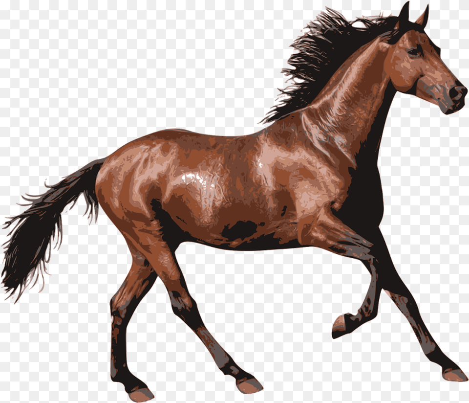 Horse Transparent, Animal, Colt Horse, Mammal Png Image