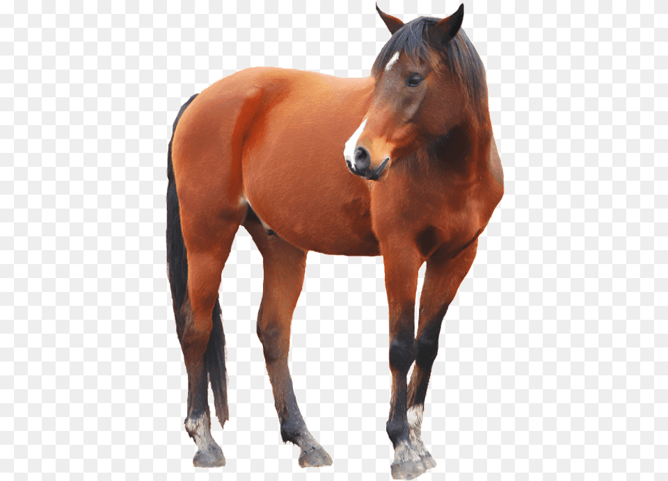 Horse Background, Animal, Colt Horse, Mammal Free Transparent Png