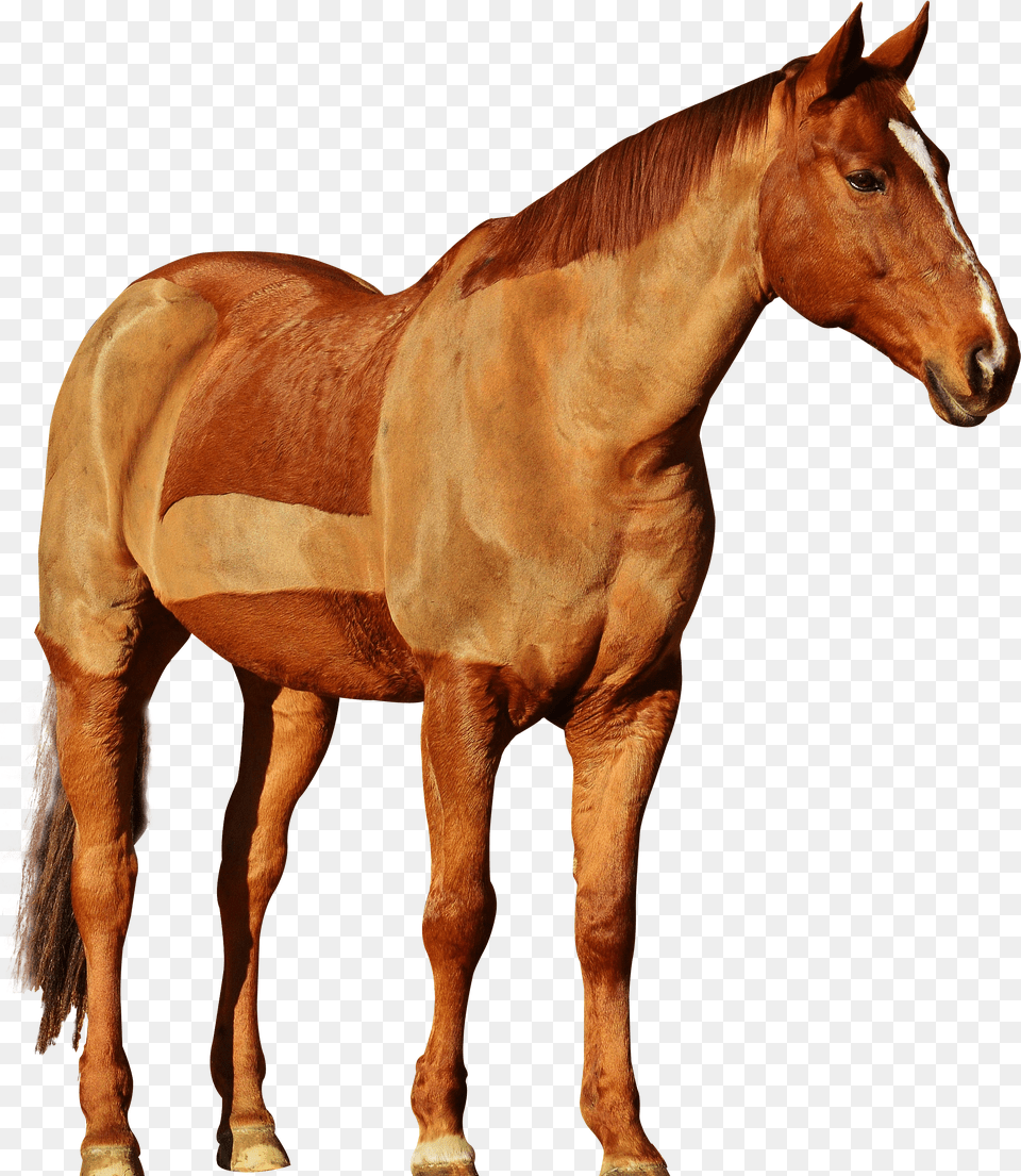 Horse Transparent Background Cowboy Horse Free Png Download