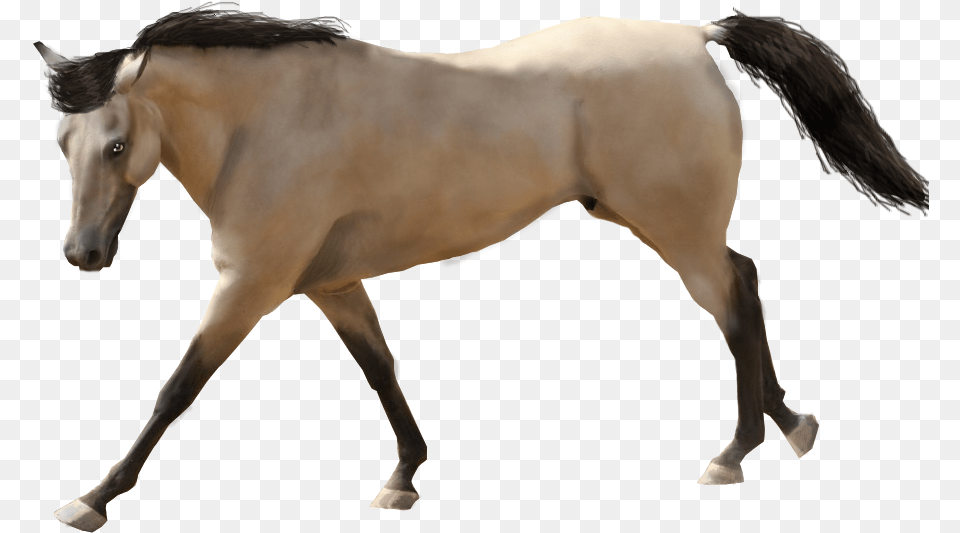 Horse Transparent Buckskin Buckskin Horse With White Background, Animal, Colt Horse, Mammal, Stallion Free Png