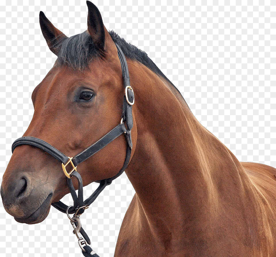 Horse Transparent Horse, Animal, Mammal, Stallion, Colt Horse Png Image