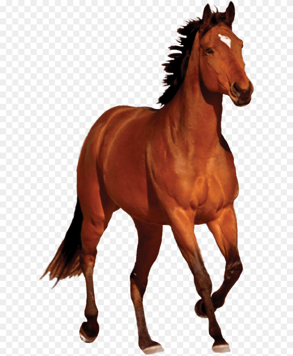 Horse Image Horse, Animal, Colt Horse, Mammal Free Transparent Png