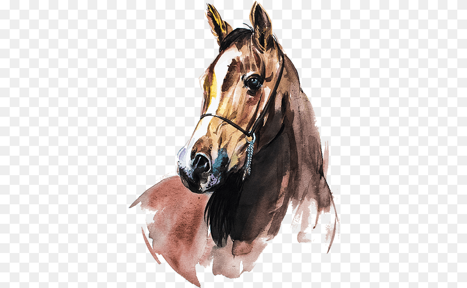 Horse Watercolor Painting, Animal, Colt Horse, Mammal Free Transparent Png