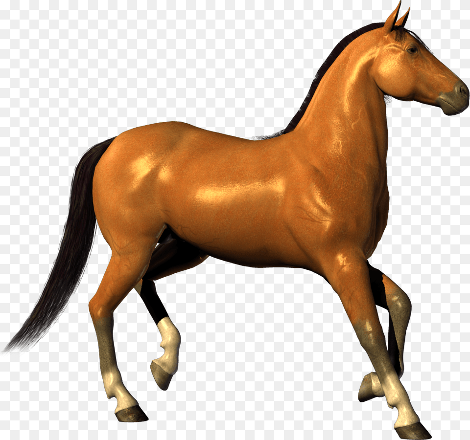 Horse White Background Hd, Animal, Colt Horse, Mammal Png Image