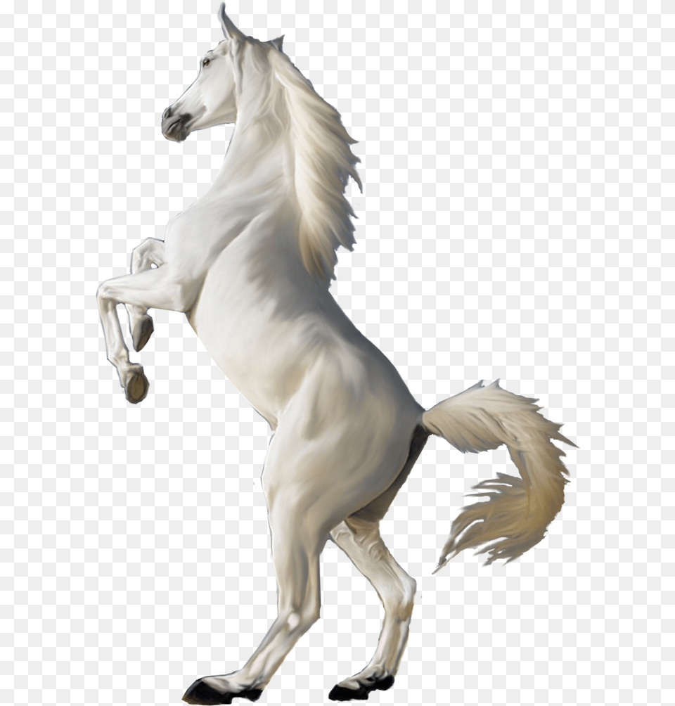 Horse White Background Transparent White Horse, Animal, Mammal, Stallion, Bird Free Png