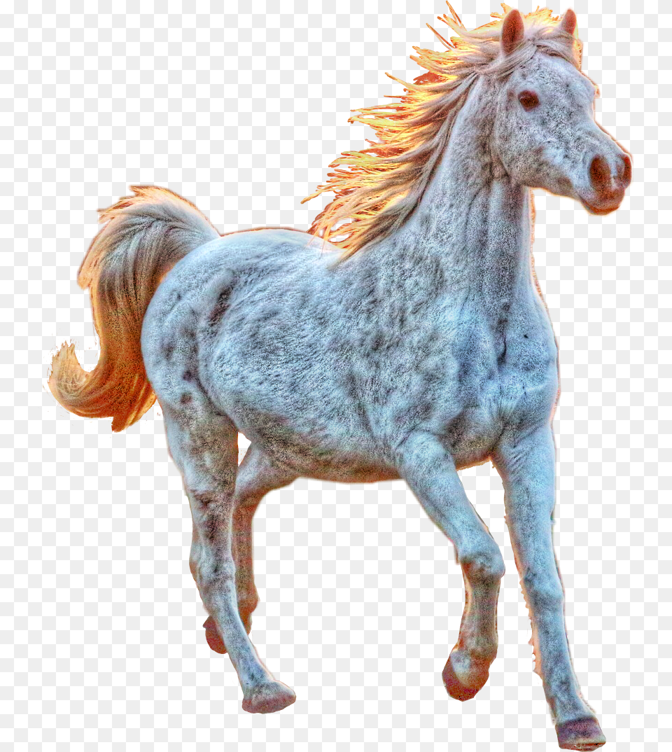 Horse White Running Newvikstar Freetoedit Stallion, Animal, Mammal Free Png Download