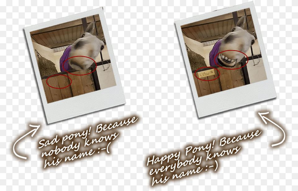 Horse Without Stable Name Plate Amp Horse With Stable Picture Frame, Animal, Canine, Dog, Mammal Free Transparent Png