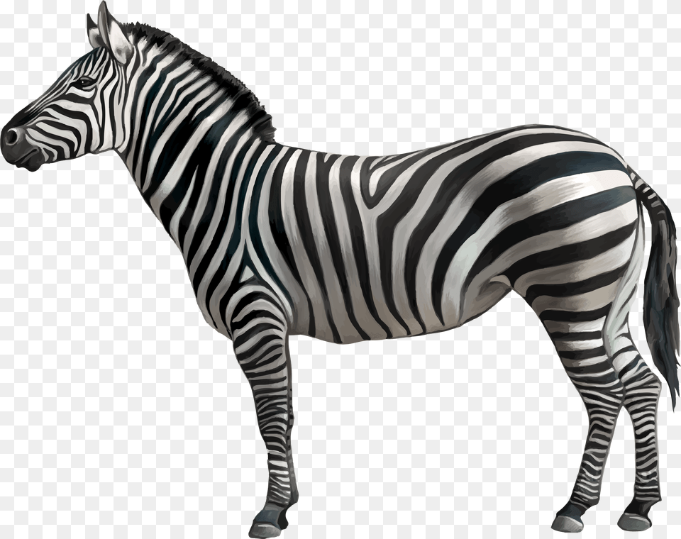 Horse Zebra Clip Art Zebra With White Background, Animal, Mammal, Wildlife Png Image