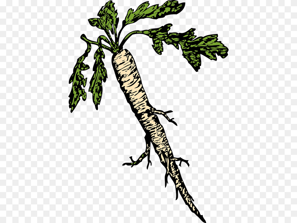 Horseradish, Carrot, Food, Plant, Produce Free Png Download