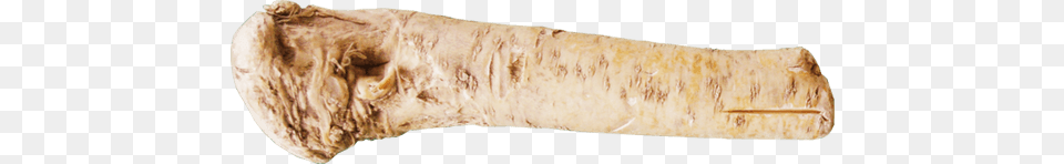 Horseradish, Food, Parsnip, Plant, Produce Png Image