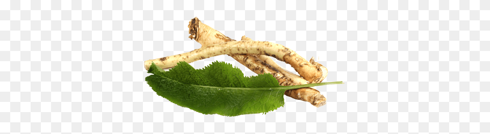 Horseradish, Herbal, Herbs, Leaf, Plant Png
