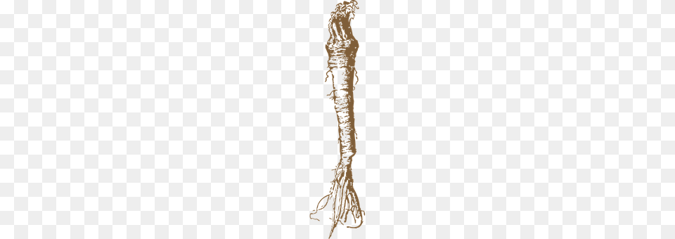 Horseradish Plant, Root, Adult, Bride Png