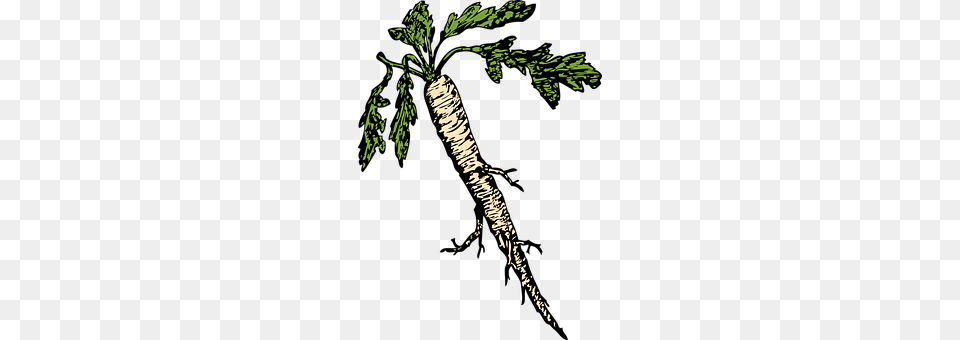 Horseradish Carrot, Food, Plant, Produce Png