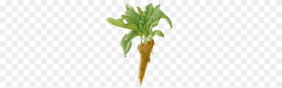 Horseradish, Leaf, Plant, Potted Plant, Herbal Free Png Download