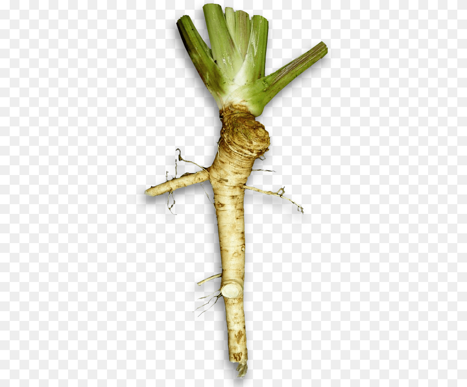 Horseradish, Plant, Root, Food, Produce Free Transparent Png
