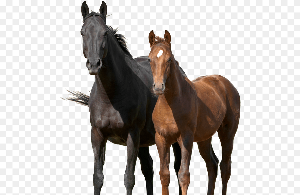 Horses, Animal, Colt Horse, Horse, Mammal Free Png Download