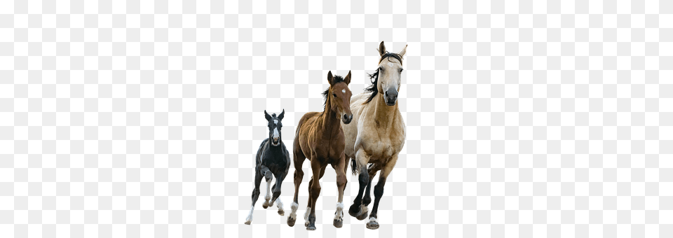 Horses Animal, Colt Horse, Horse, Mammal Free Transparent Png