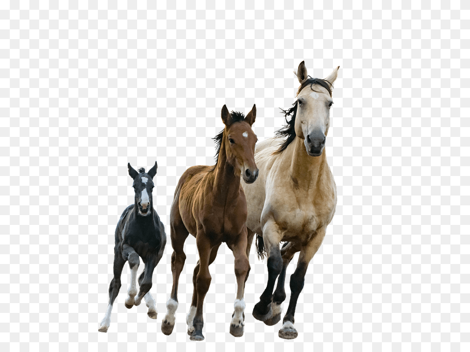 Horses Animal, Colt Horse, Horse, Mammal Free Png