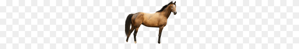 Horses, Animal, Colt Horse, Horse, Mammal Free Transparent Png