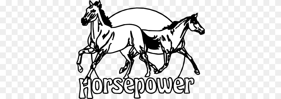 Horses Stencil, Animal, Colt Horse, Horse Free Png