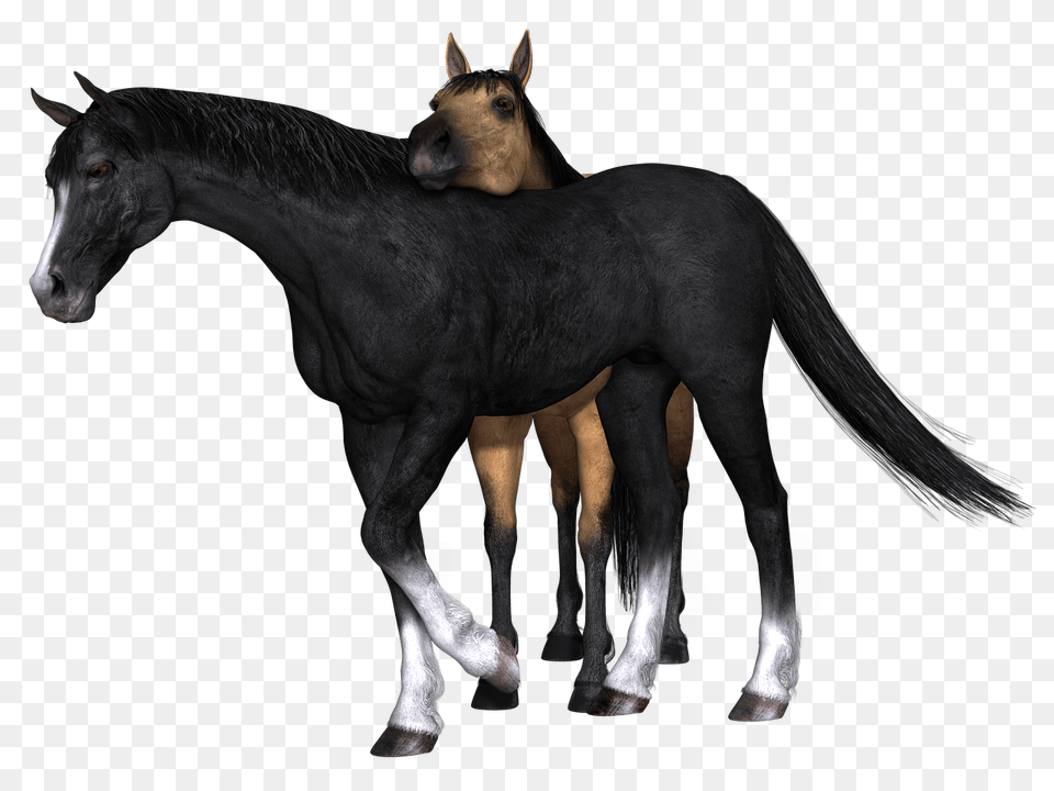 Horses Black And Brown Drawing, Animal, Colt Horse, Horse, Mammal Free Transparent Png