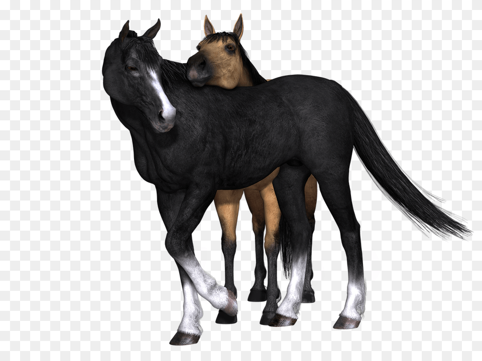Horses Black Horse Looking Back, Animal, Colt Horse, Mammal, Foal Png Image