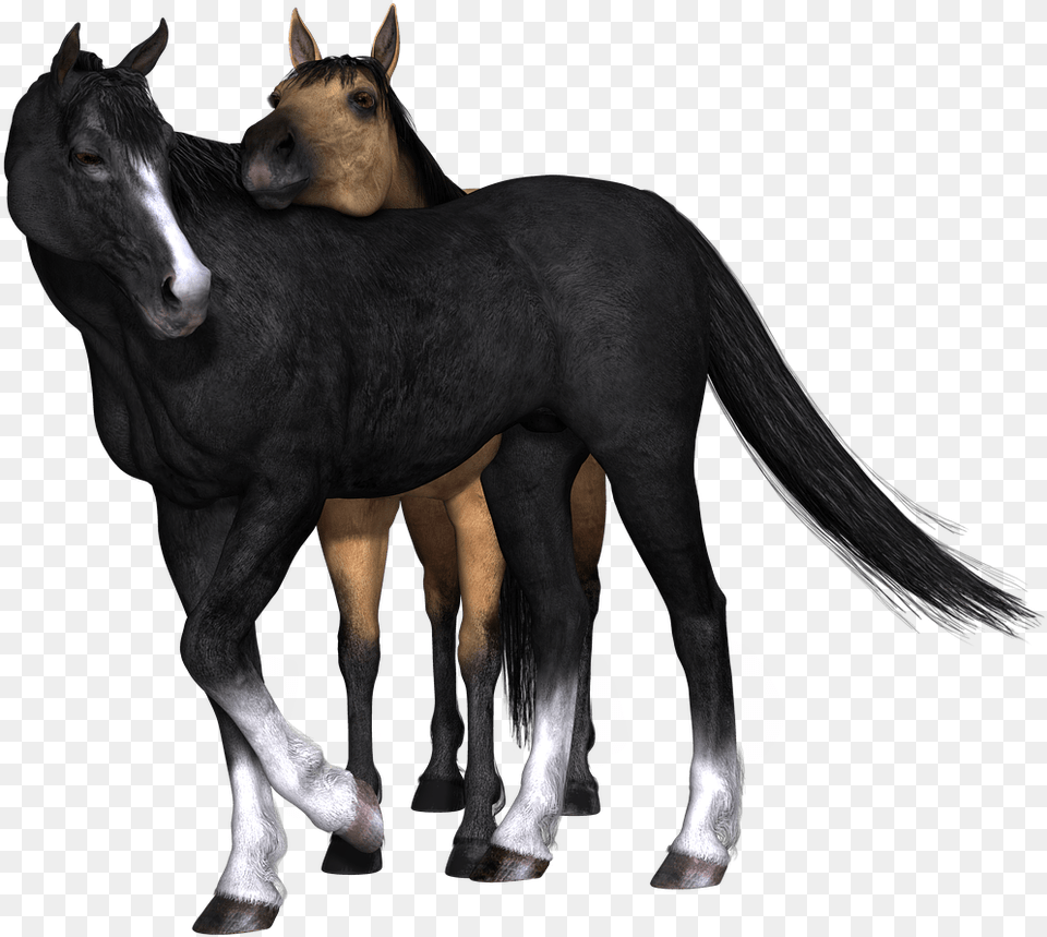 Horses Black Horse Looking Back Brown And Black Horse, Animal, Colt Horse, Mammal, Foal Png