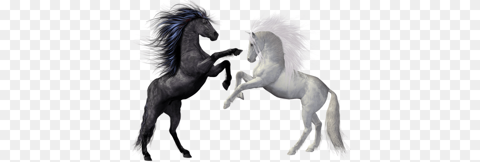 Horses Black White Animals Mold Rap Fight Rearing Horse, Andalusian Horse, Animal, Mammal, Stallion Png Image