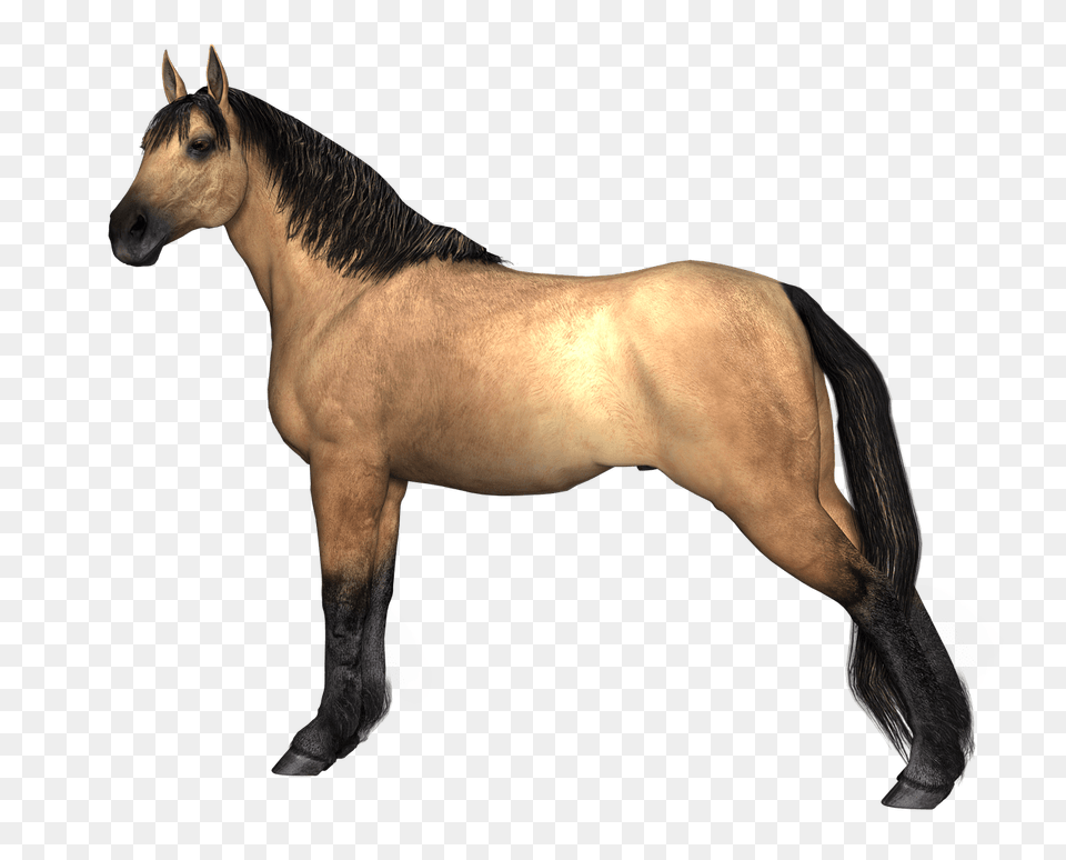 Horses Brown Horse Hind Legs Stretched, Animal, Colt Horse, Mammal, Stallion Free Png Download